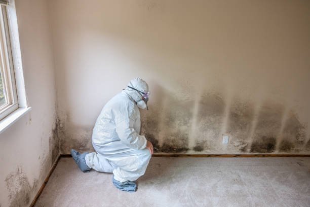 Best Industrial Mold Remediation in Alice, TX