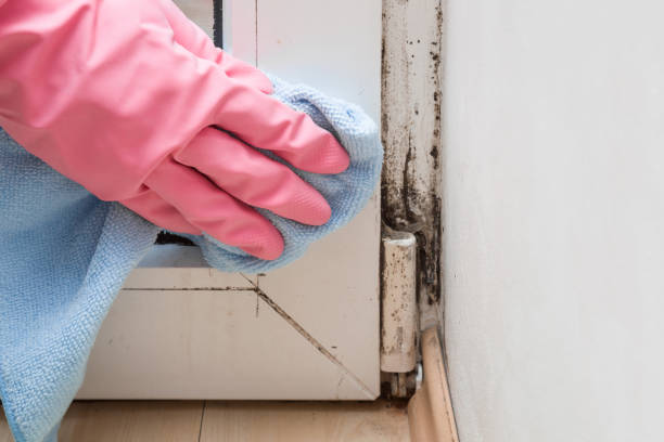 Best Mold Testing and Inspection Services in Alice, TX