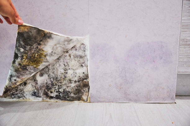 Best Kitchen Mold Remediation in Alice, TX